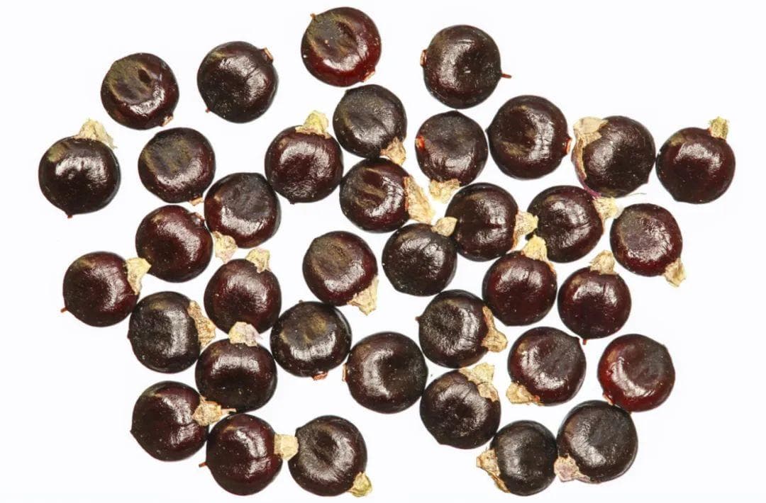 探秘红蓼：一种兼具观赏、药用和食用价值的草本植物