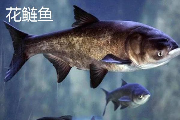 花鲢鱼和白鲢鱼的区别：从头部到鱼刺的全面解析
