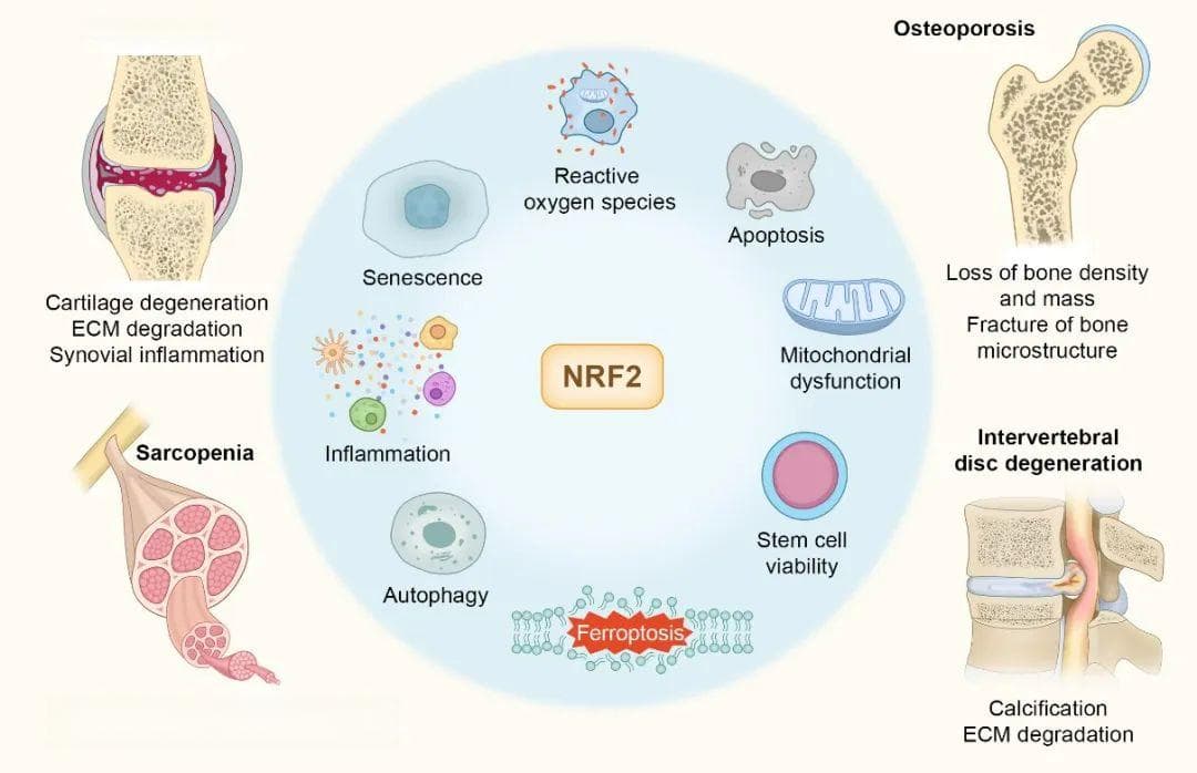 NRF2在衰老相关肌肉骨骼疾病中的作用及治疗前景