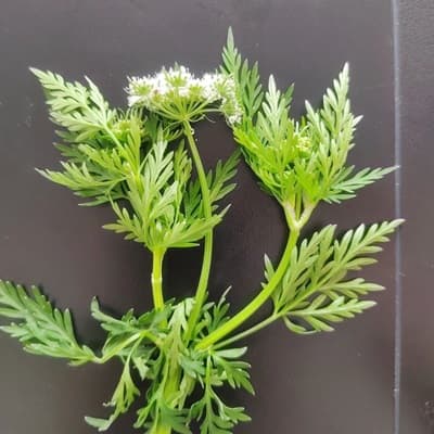 蛇床：传统中药材的现代研究