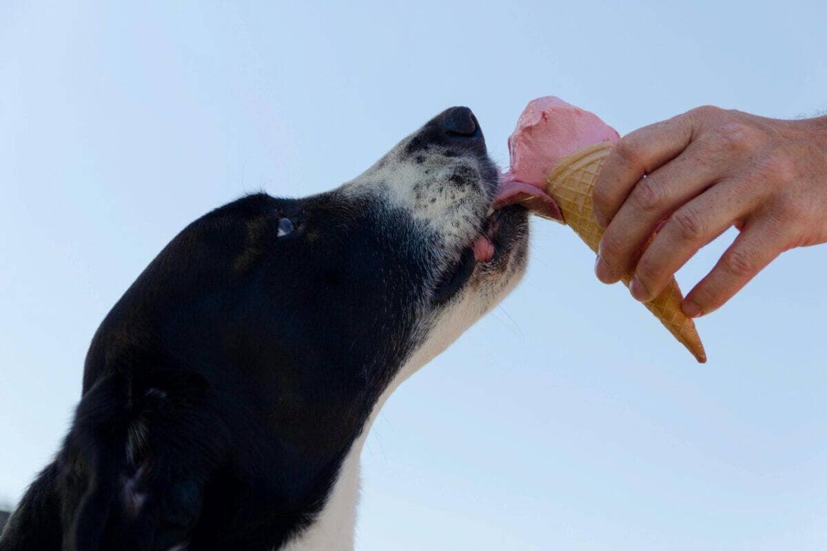 什么才能为您的爱犬提供均衡的饮食？