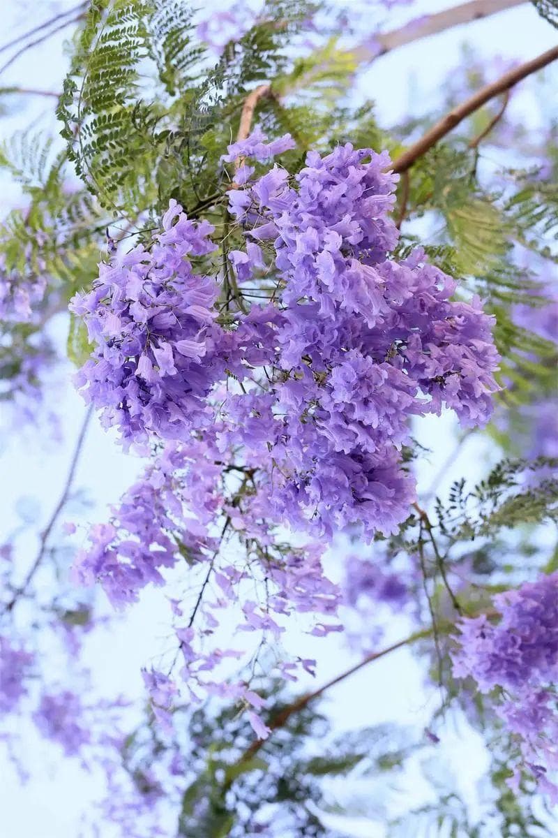 春城气候 | 浪漫蓝花楹