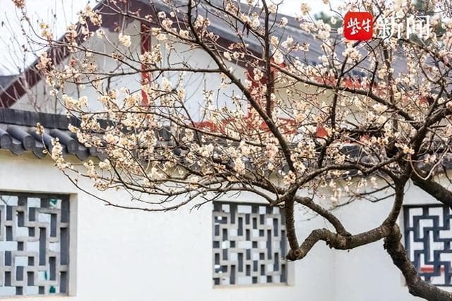 玄武湖樱桃花开，春日浪漫之旅启程