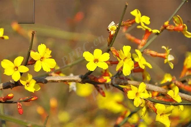桃花杏花樱花傻傻分不清楚？这份春季赏花指南请收好！