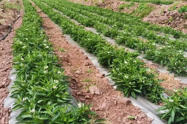人参果种植技术：从整地施肥到病虫害防治的全程指南