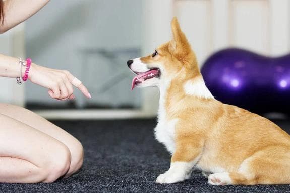 狗狗怎么训练上厕所，要从小教起，这个时期比较好训练