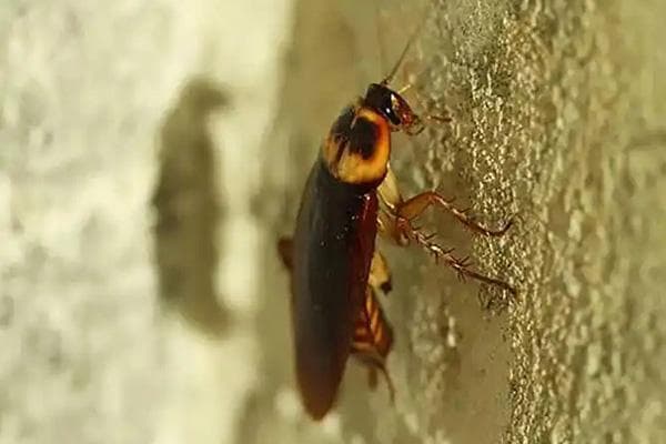 全国卫生产业企业管理协会有害生物防制分会：家庭蟑螂防治全攻略