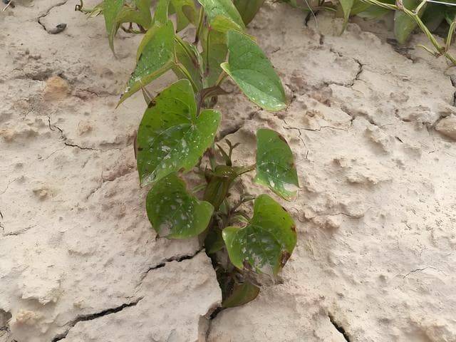 改良碱性土壤为酸性，四种实用方案详解