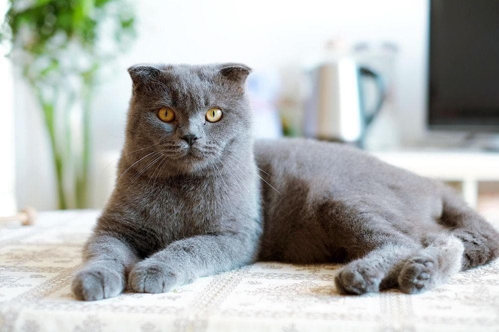 英国短毛猫（英短）优雅与安静的贵族之选