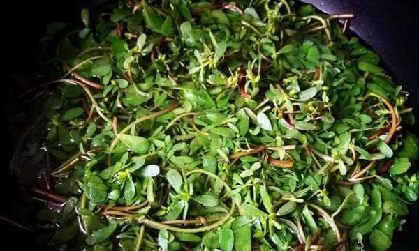 马齿苋泡水饮用指南：从选购到饮用的注意事项