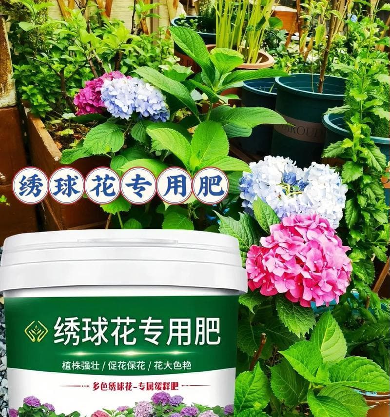 什么肥料最适合养护绣球？（掌握正确的养护技巧，让绣球常青常美）