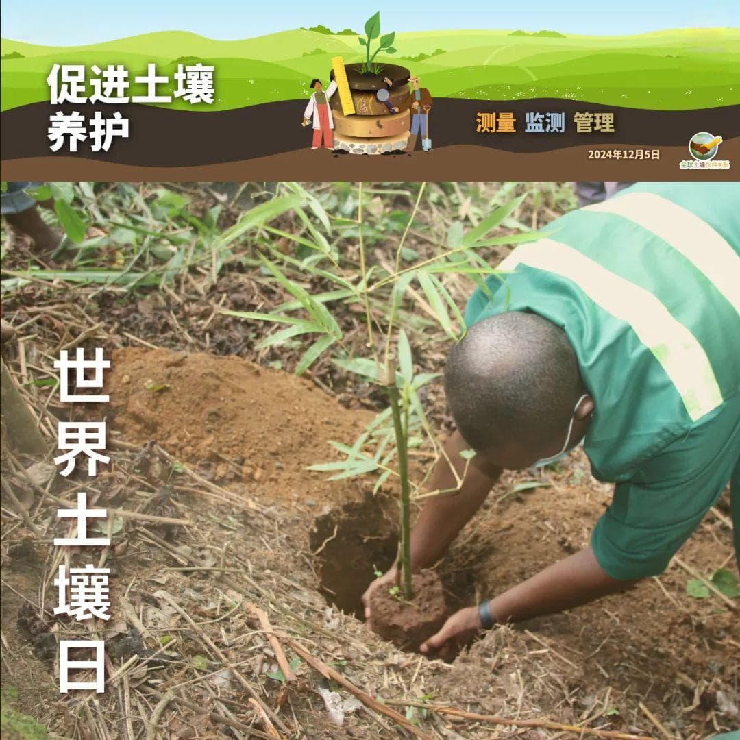 世界土壤日 | 竹子，助力实现土地退化“零增长”