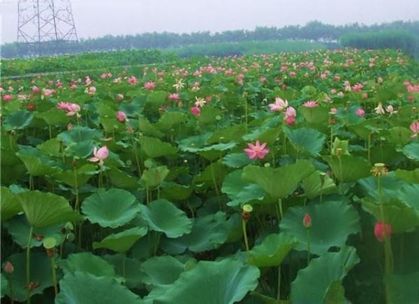 适合池塘湖泊的水生花卉组合