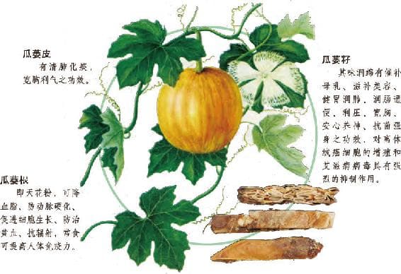 瓜蒌：清热化痰、宽胸散结的中药材