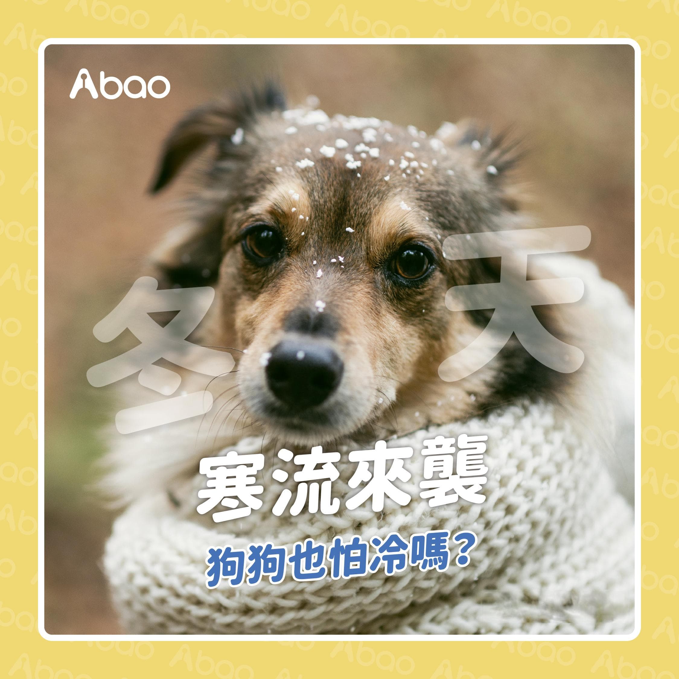 狗狗会怕冷吗？主人必知的天寒狗狗照护指南