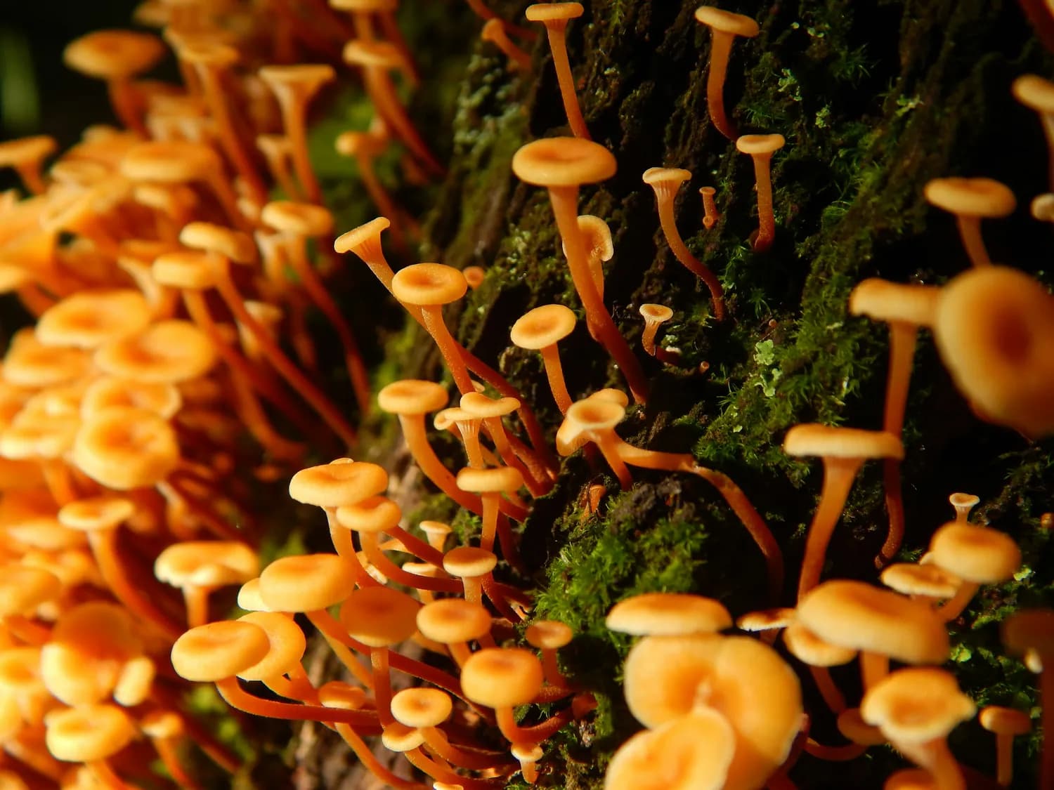 虫草花种植秘籍：防虫治害大作战