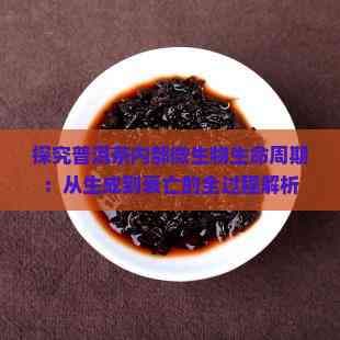 探究普洱茶内部微生物生命周期：从生成到衰亡的全过程解析