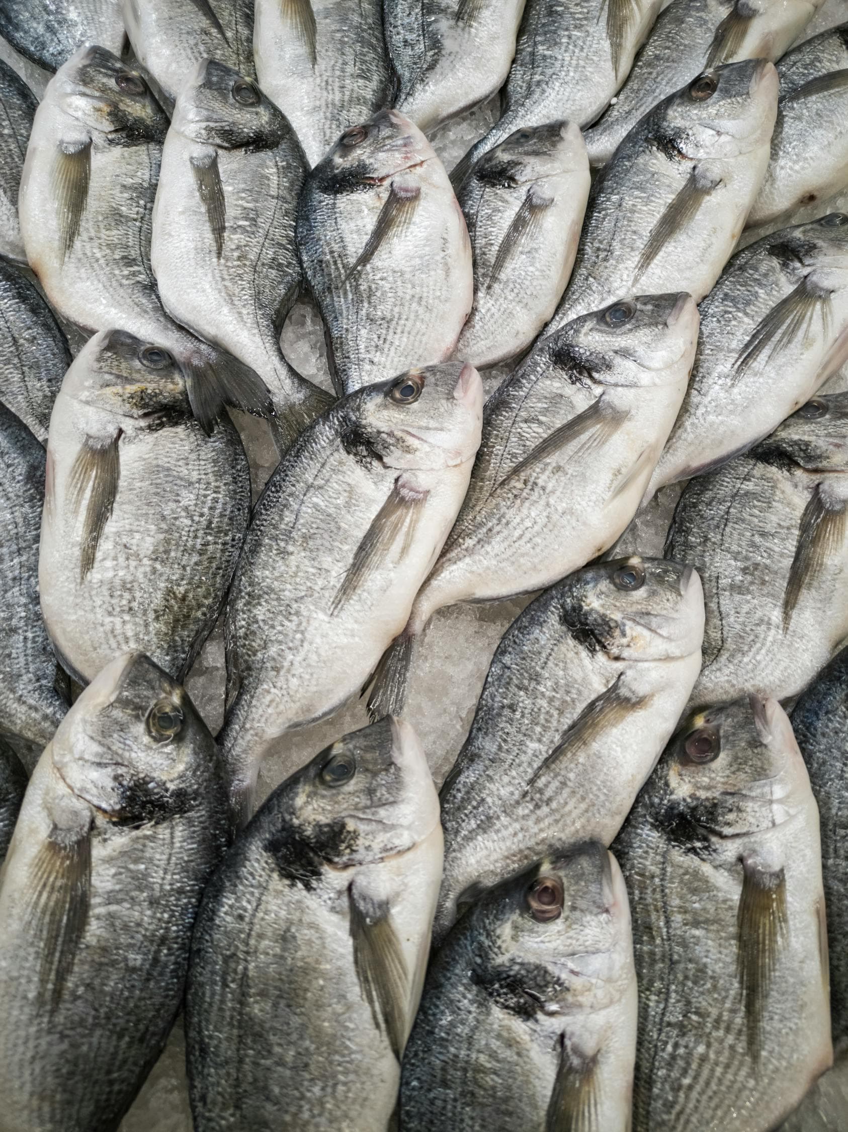美味又危险的河豚：一道独特的烹饪艺术与安全指南