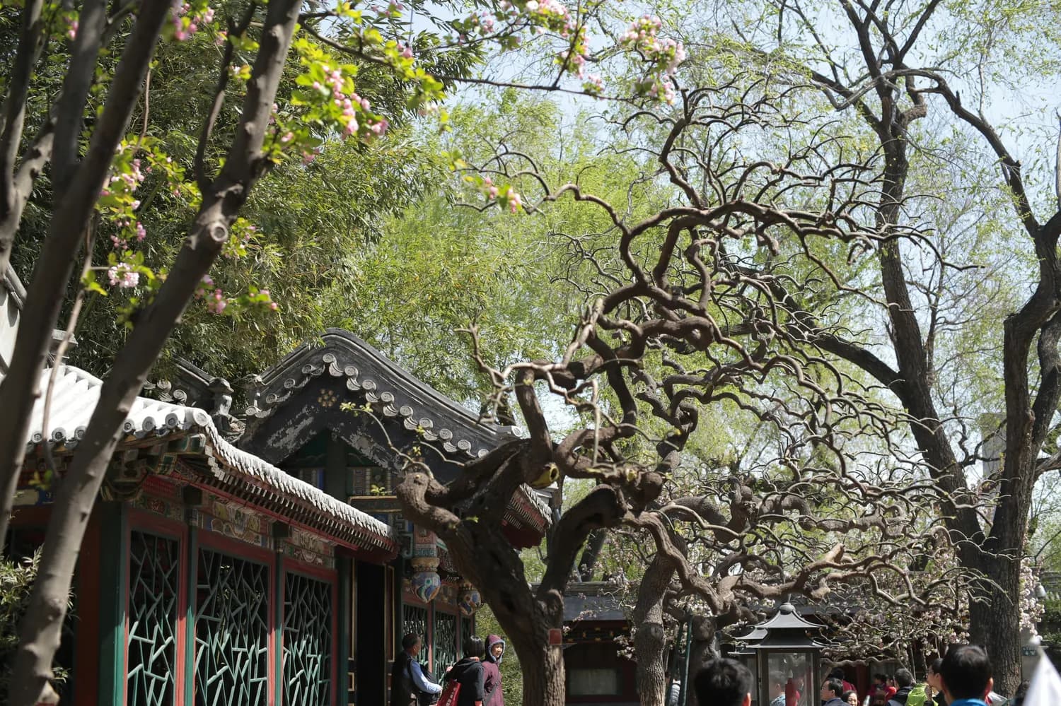 青州古城：千年宋槐、牌坊群与中西合璧教堂，小众景点深度游