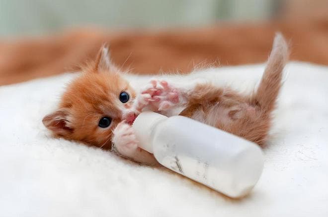 两个月大猫咪的饮食指南