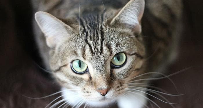 揭秘猫咪的13项超能力：从独立自主到预知未来
