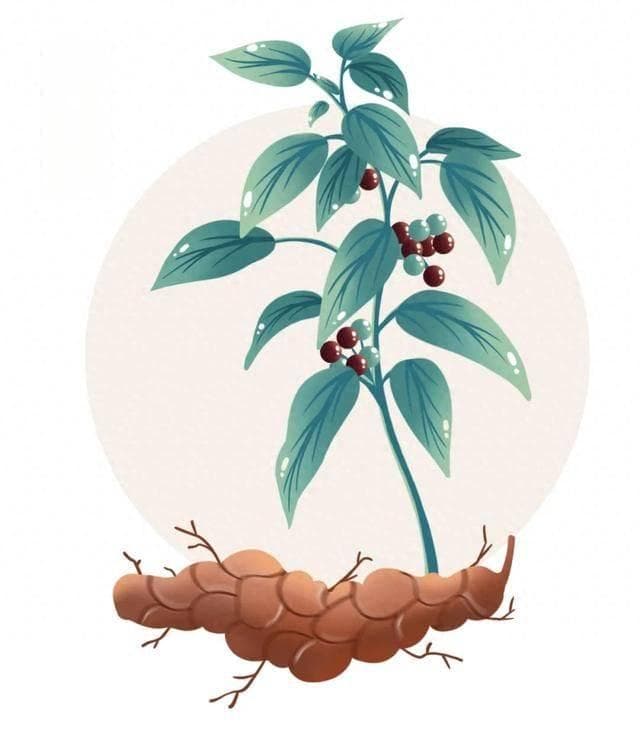 茯苓一家四口，功效各不同