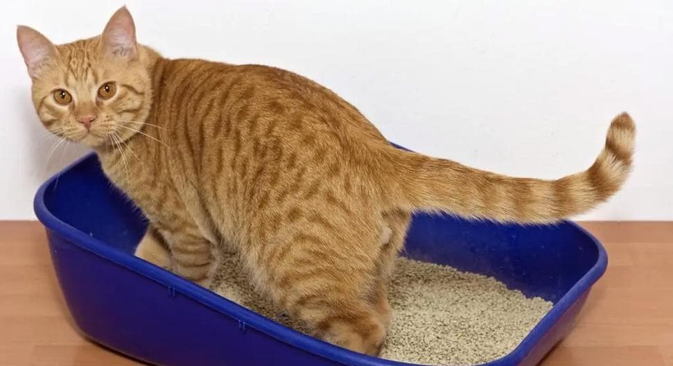 解决猫咪便秘问题的三个有效方法