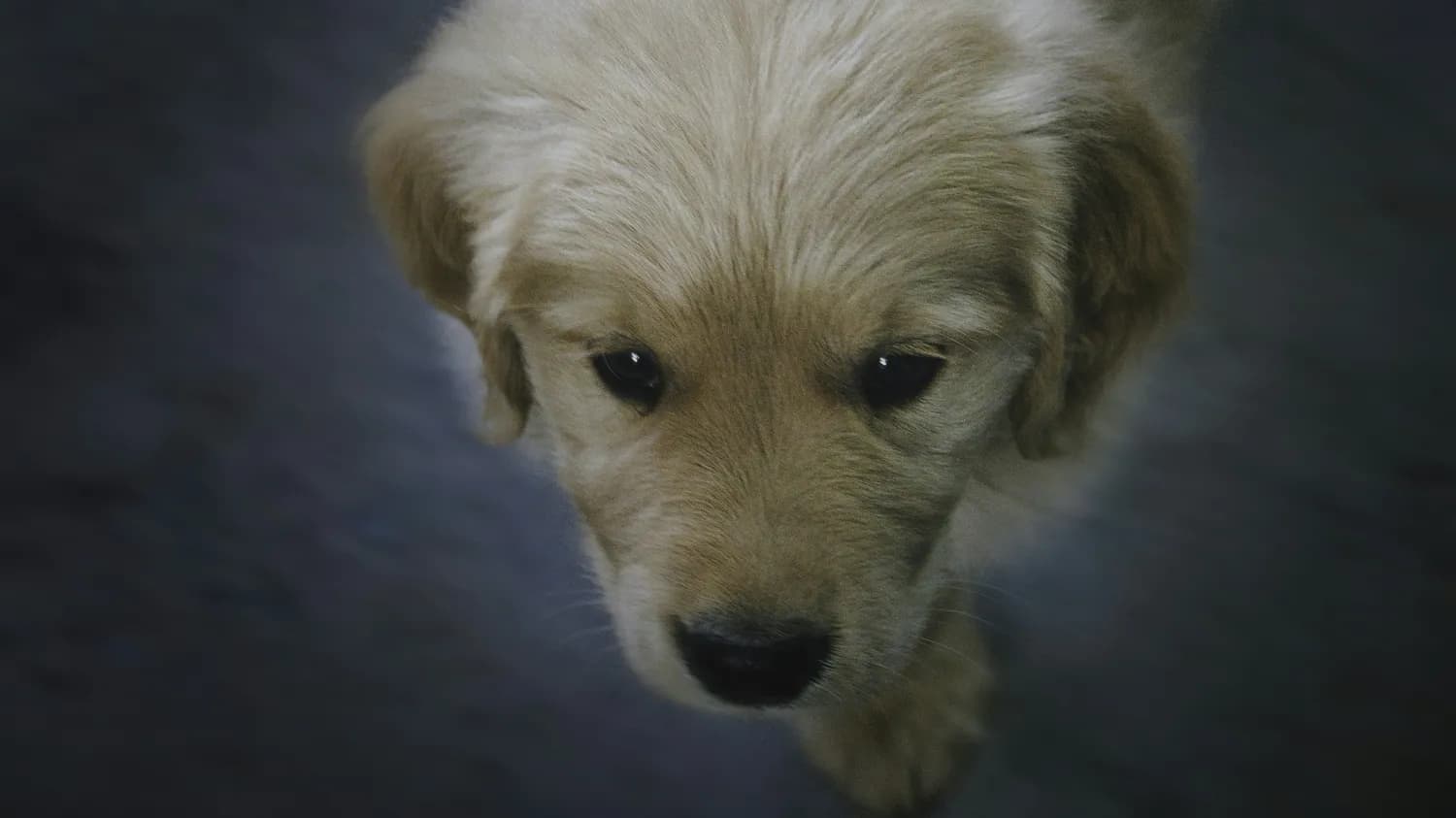 金毛寻回犬科学卫生指南：从疫苗接种到日常护理全攻略