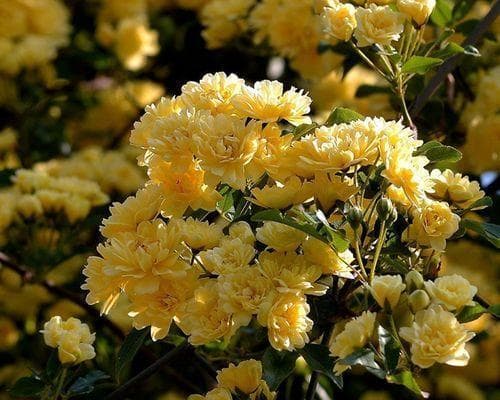 常见花卉植物管理技术有哪些（种植花卉的基本要求）