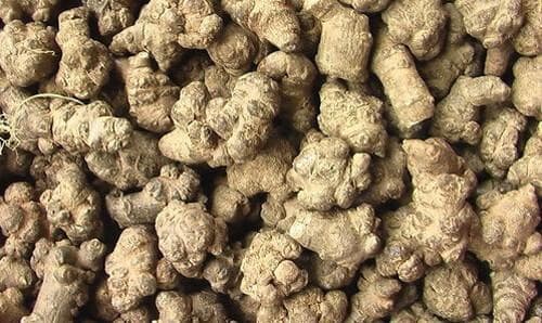 三七粉的功效与作用及食用禁忌