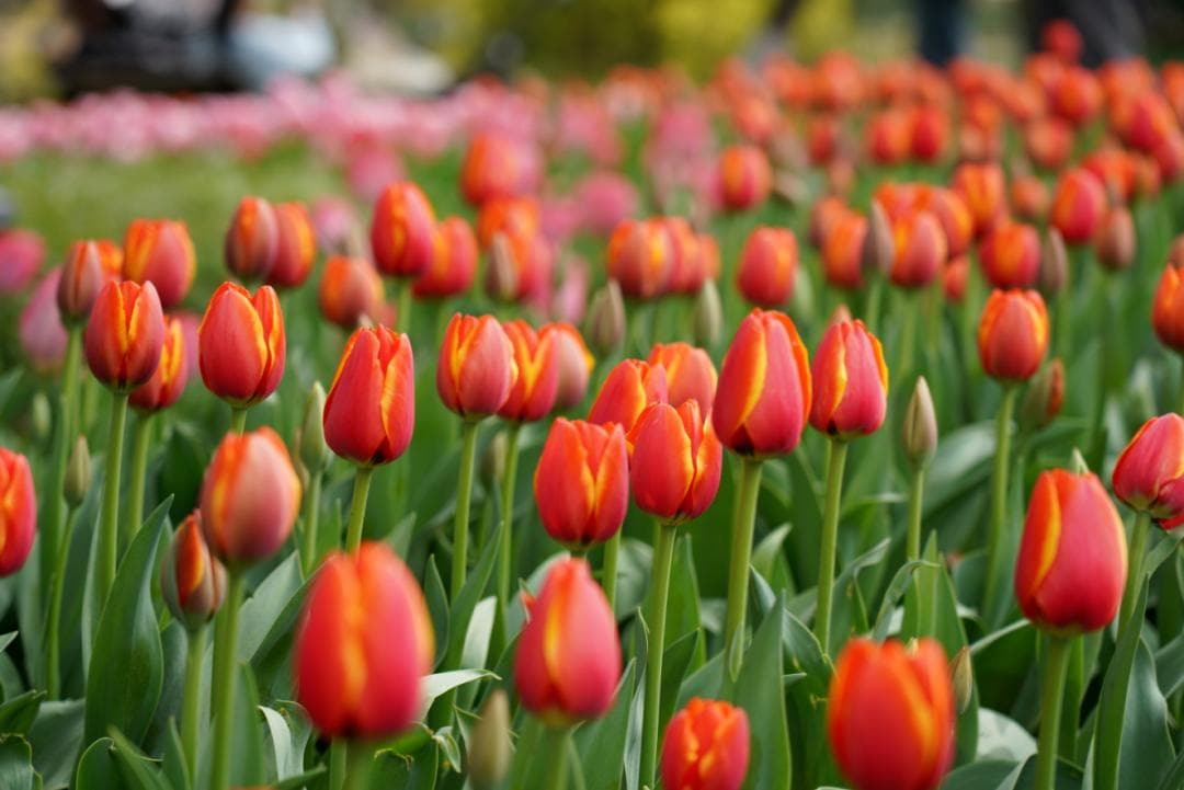 最全西湖赏花攻略来了
