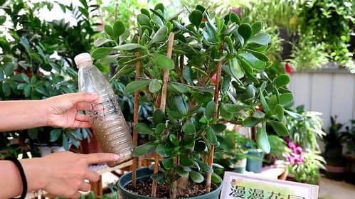 木本植物盆栽养殖技巧：从选种到养护的全方位指南