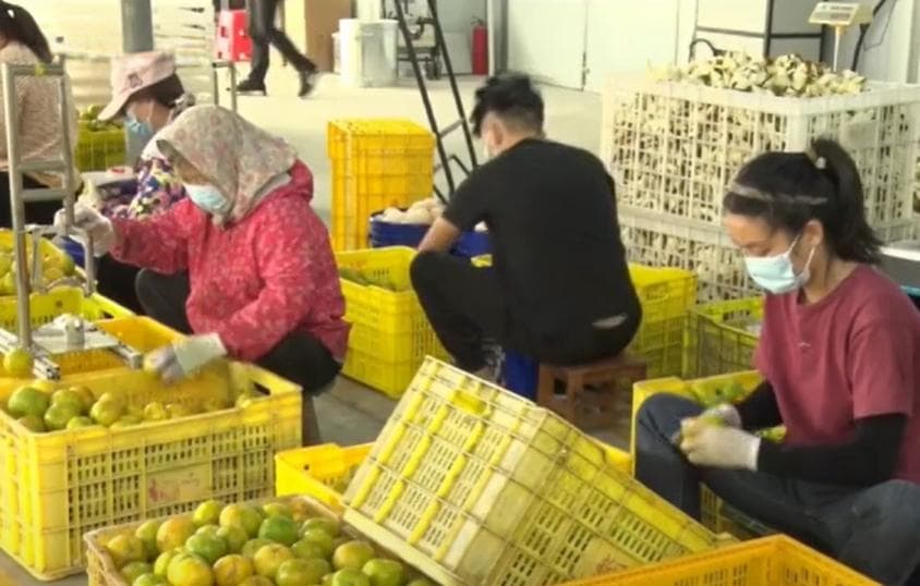 变废为宝：新会陈皮企业加工柑肉有妙招
