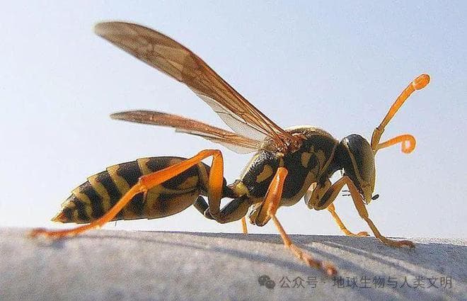 膜翅目昆虫中的细腰亚目：形态特征、生理结构与生态作用