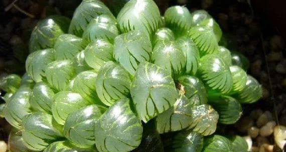 多肉水培养殖方法（解密多肉水培种植技巧）