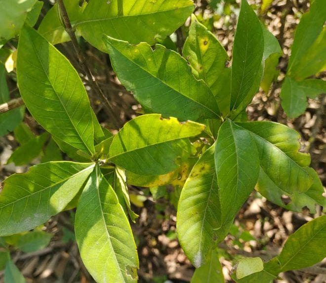 花可食用、果可染色，俗称栀子，食药两用，价值极高，早了解！