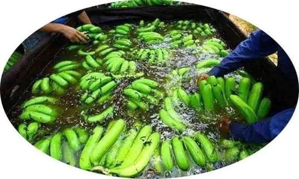 泡药水的香蕉有毒吗？泡香蕉的是什么药水？