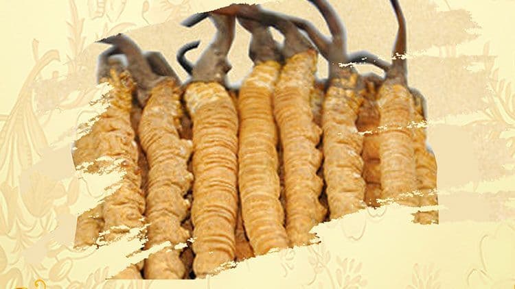 冬虫夏草御寒效果好吗？科学解读其抗寒机制