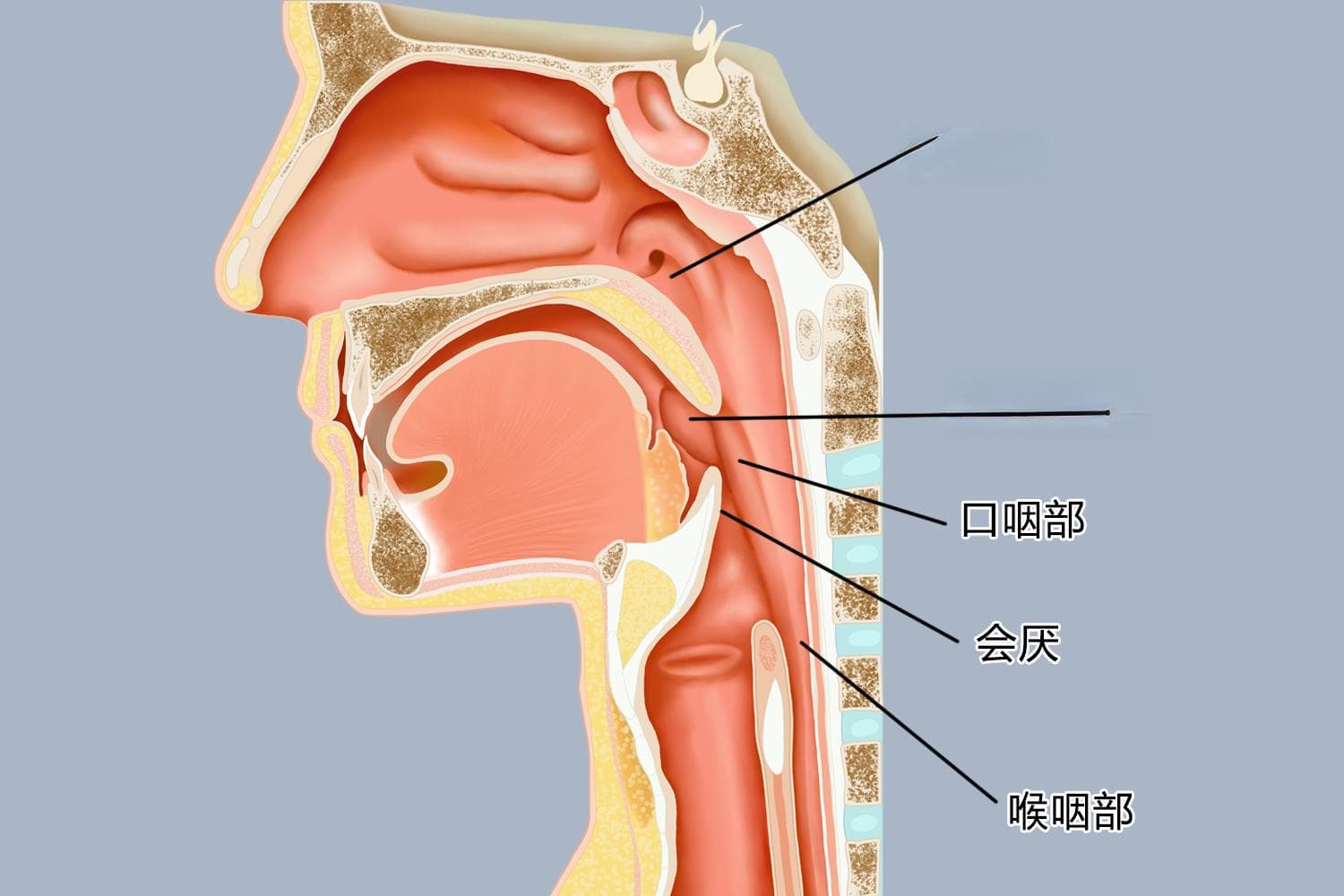 咽部解剖结构图解