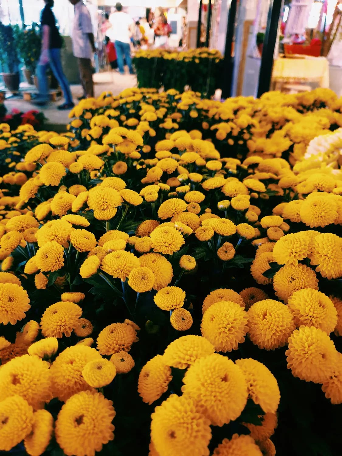 2024开封菊花文化节：800种国际菊花与传统美食等你来