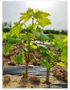 樱桃树是樱花树吗？怎么区别？