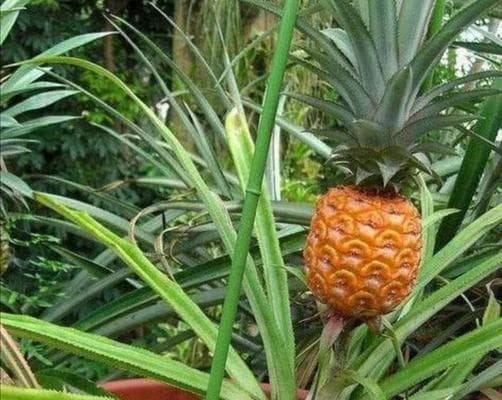 菠萝的种植方法与技巧（掌握关键步骤，轻松在家种出新鲜菠萝）