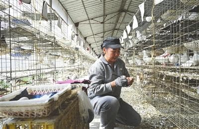 中山石岐乳鸽：人工孵化配纯粮喂养，销量增五成