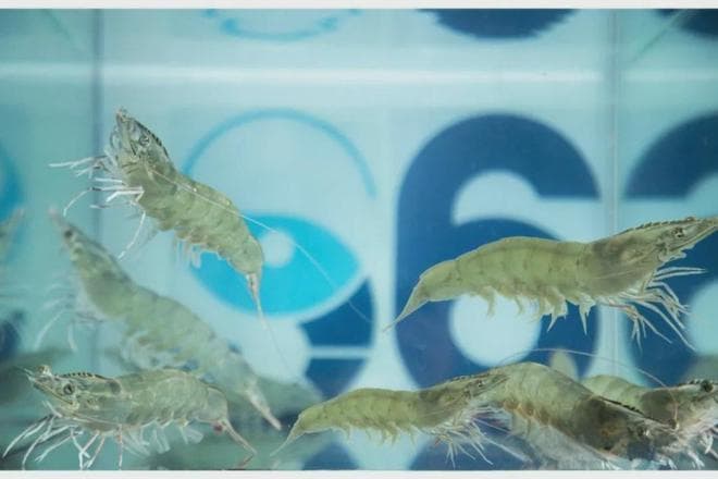 虾在蜕壳时为何躲藏池底？揭秘其行为背后的科学原理