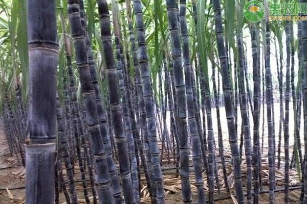 甘蔗播种时间和成熟时间