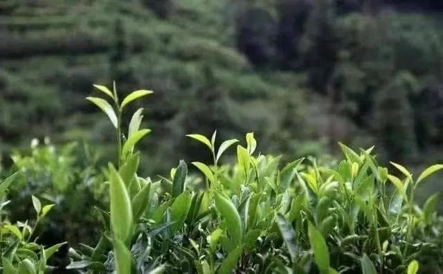 凤凰单丛茶：香型众多韵味独特的中国名茶