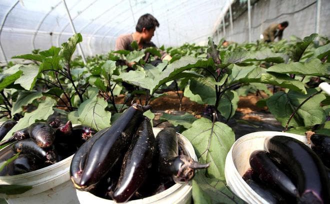 茄子想高产，整枝打顶少不了，怎么做？记住要点，茄子一茬接一茬