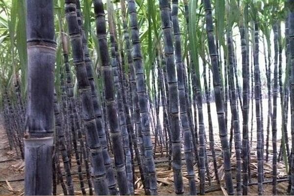 甘蔗种植方法和管理技术
