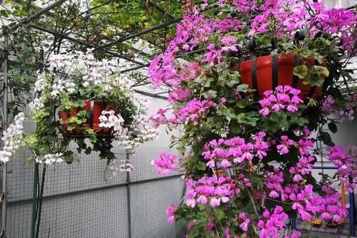 天竺葵、长寿花、长春花都有垂吊品种，养成“花瀑布”，太美了！