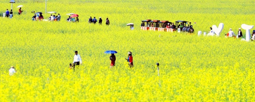 深圳初春踏青赏花攻略：八大公园花卉打卡指南
